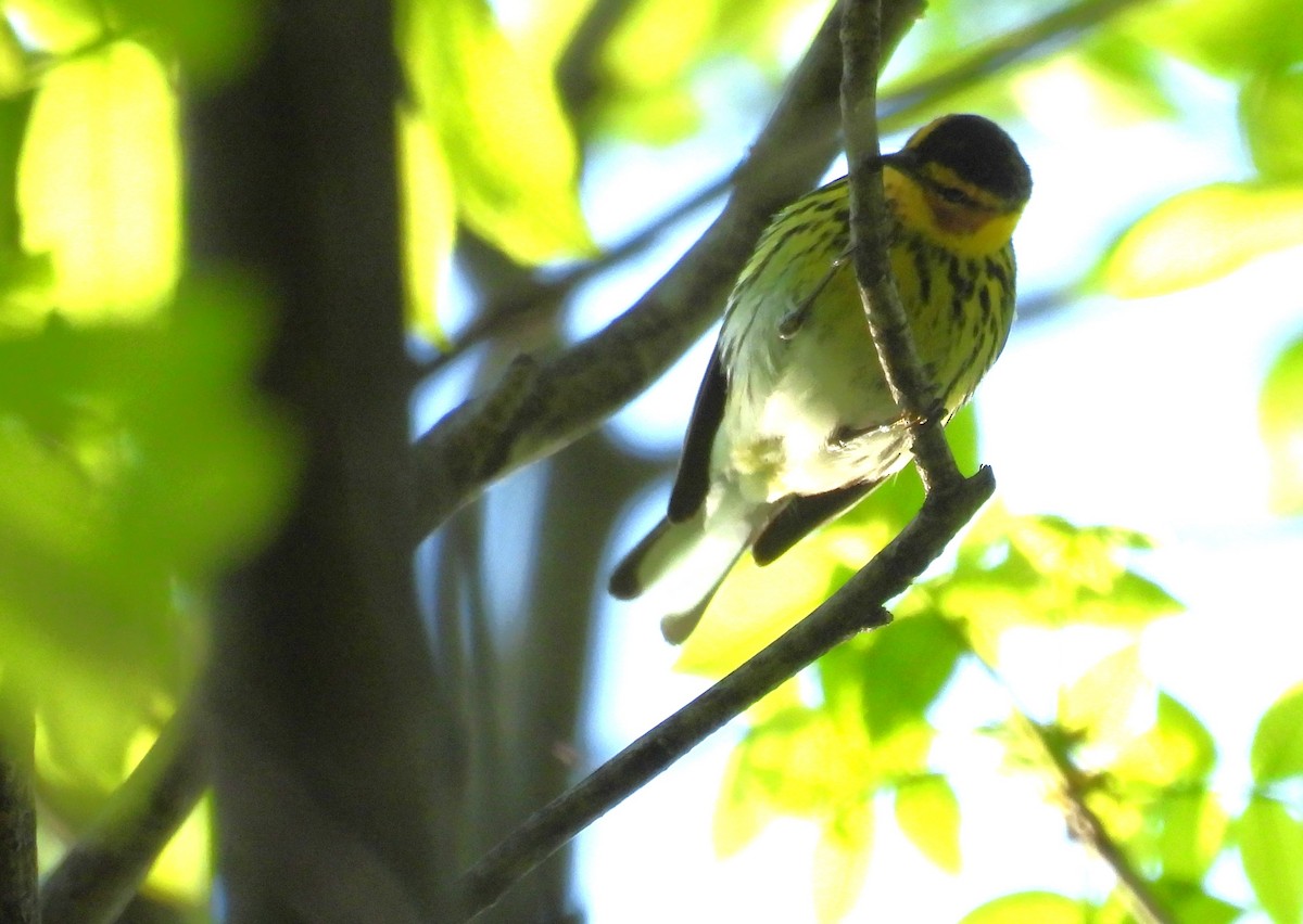 Cape May Warbler - ML618341542