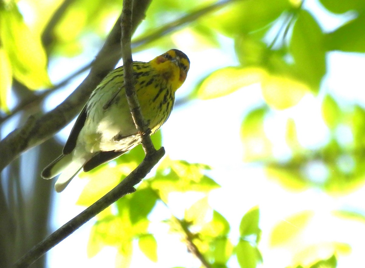 Cape May Warbler - ML618341543