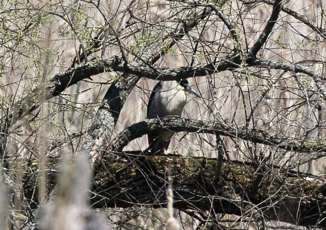 Black-crowned Night Heron - ML618341561