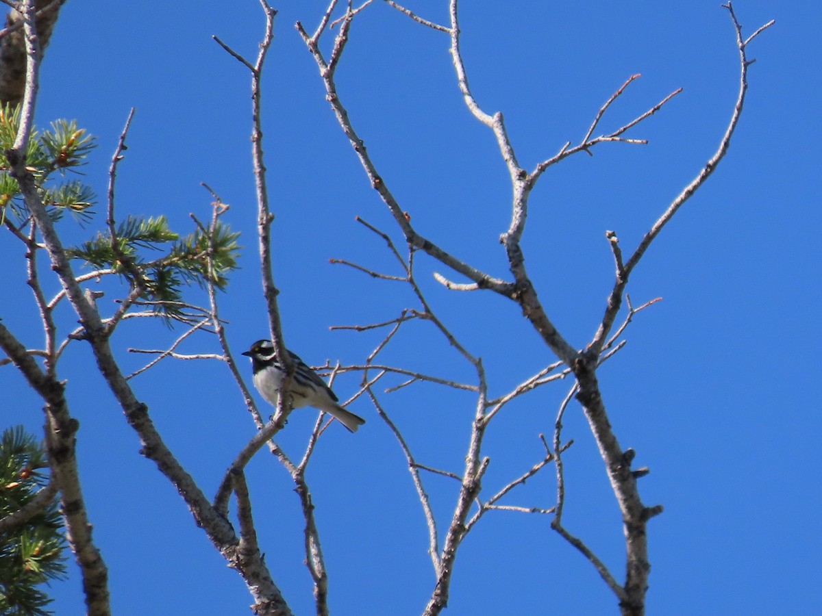 Black-throated Gray Warbler - ML618341576