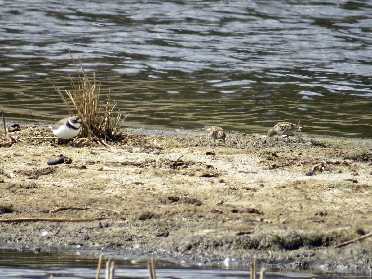 Semipalmated Plover - ML618341600
