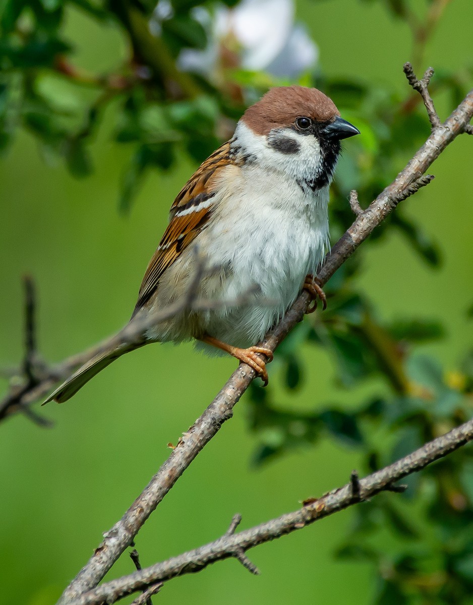 Eurasian Tree Sparrow - ML618341631
