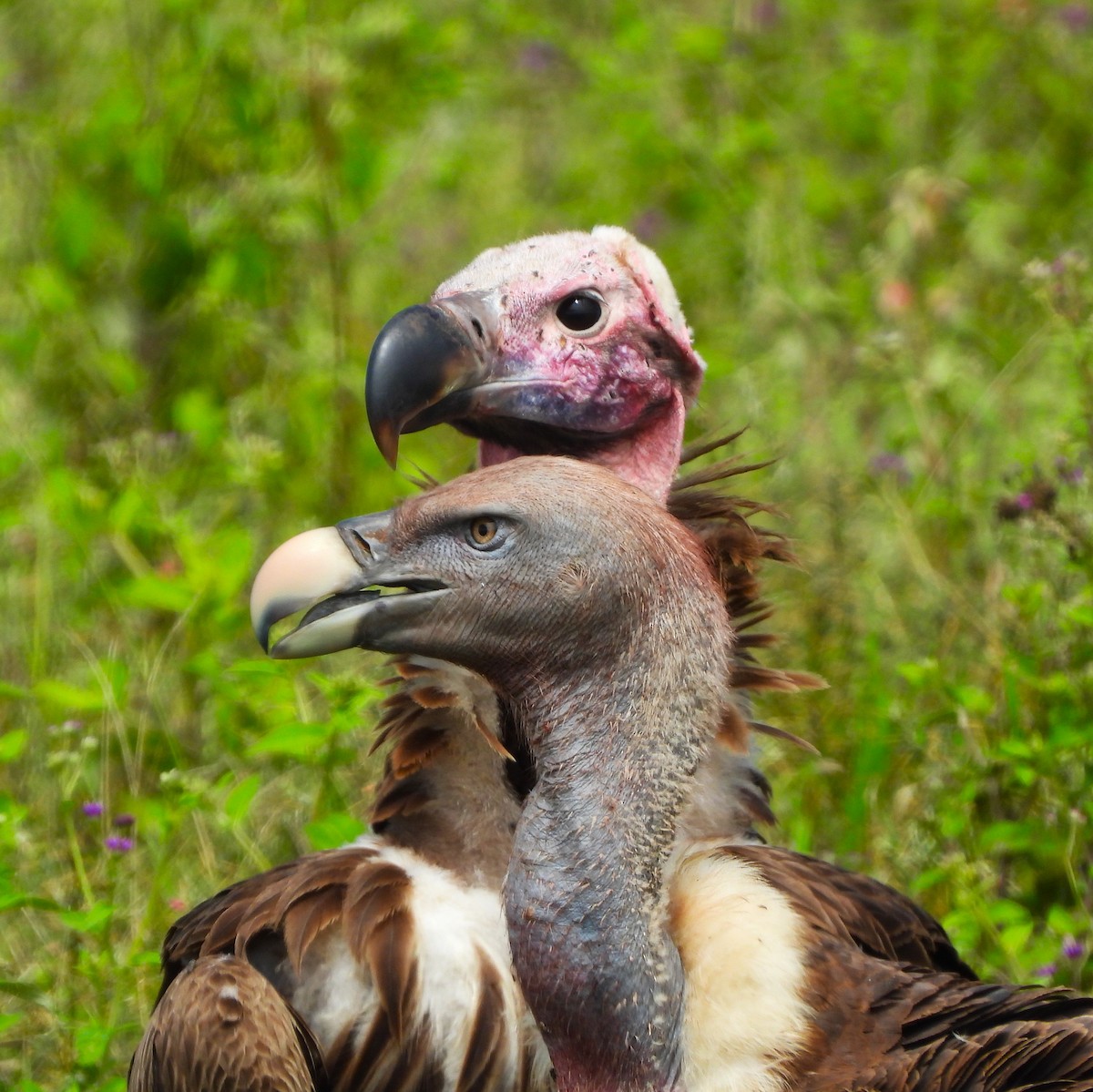 Lappet-faced Vulture - ML618341648