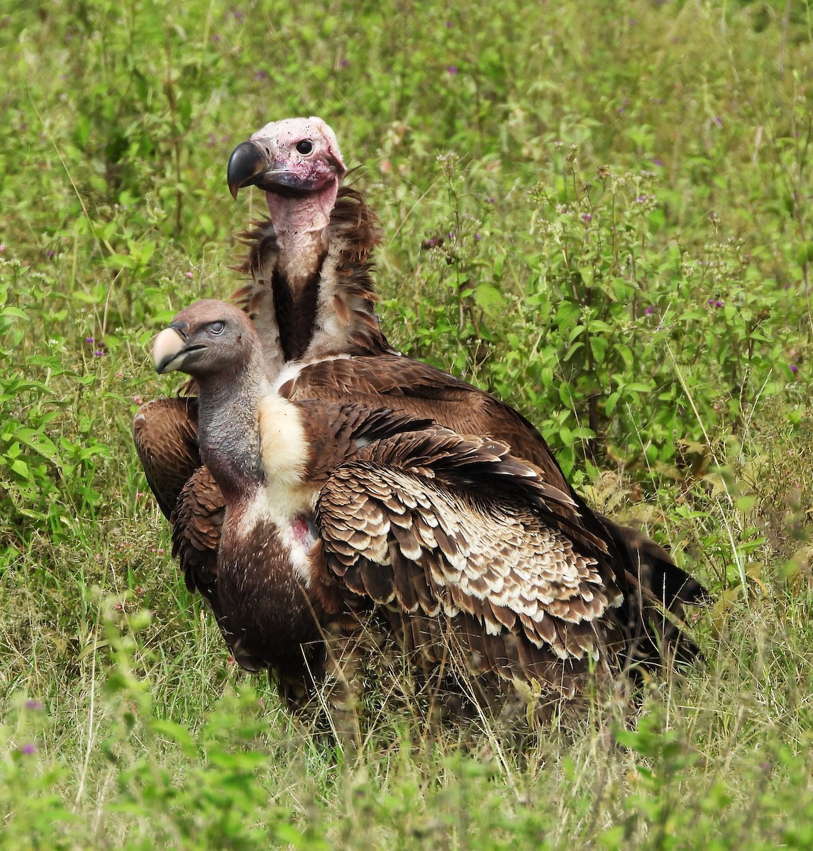 Lappet-faced Vulture - ML618341649