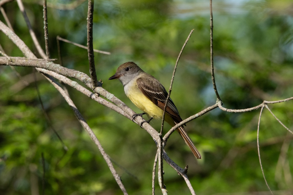 Great Crested Flycatcher - ML618341667