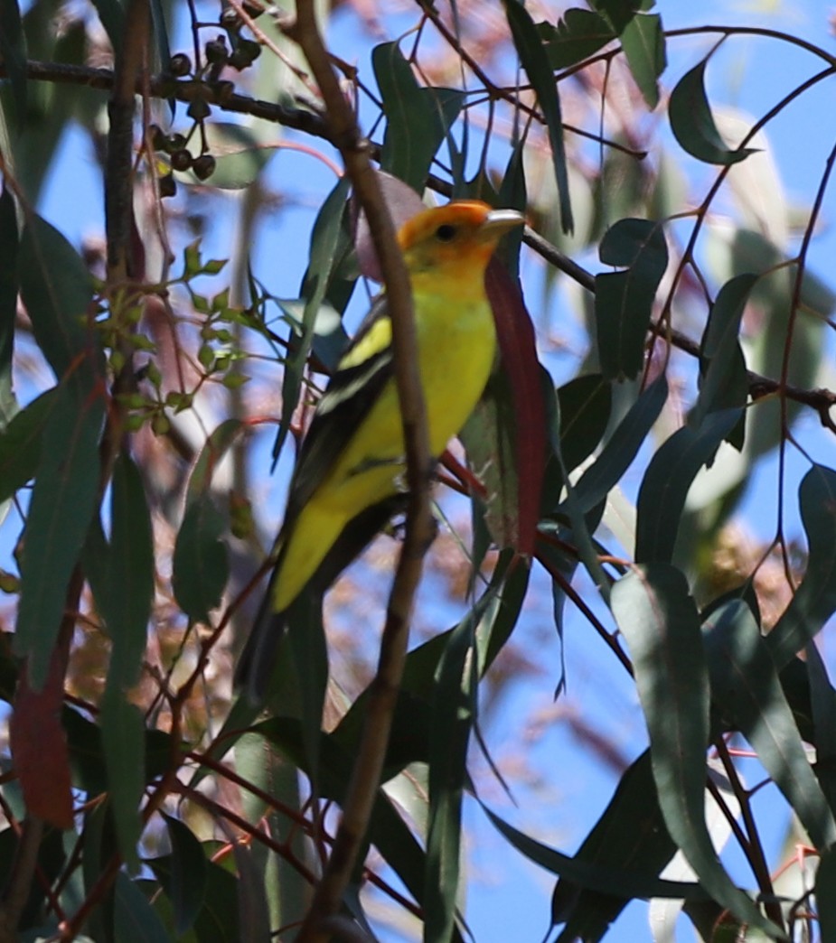 Western Tanager - ML618341705