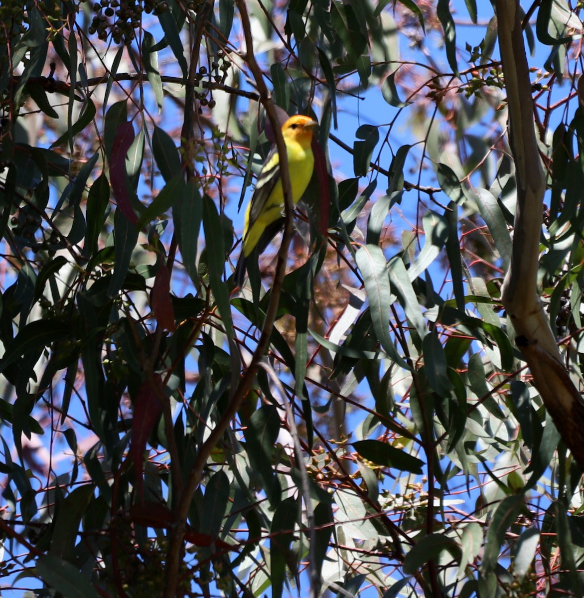 Western Tanager - ML618341706