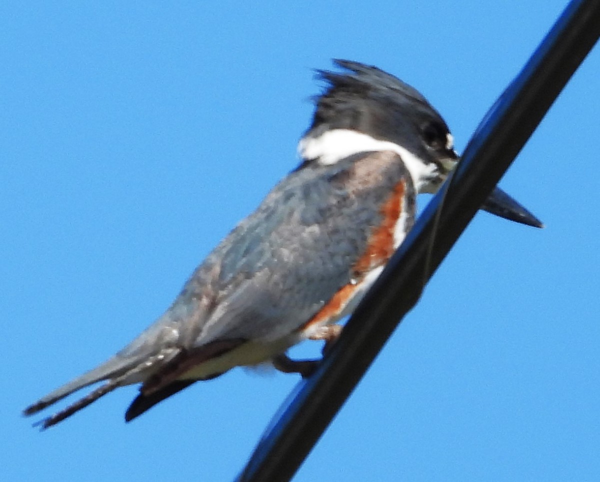 Belted Kingfisher - Eric Haskell