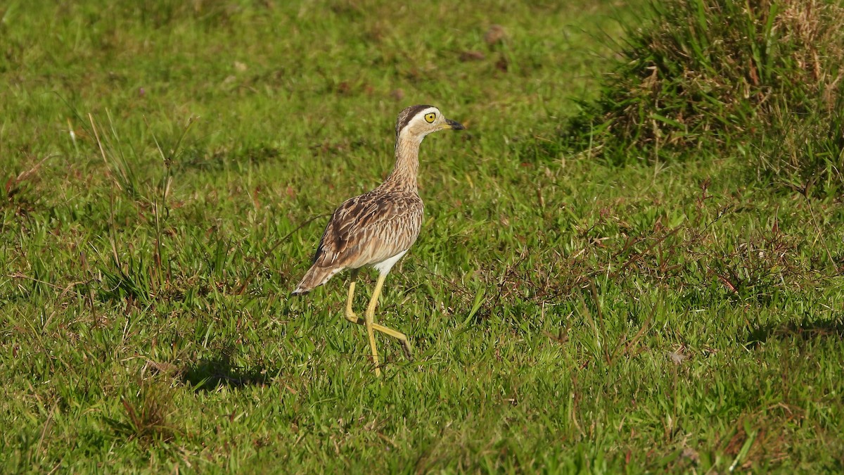 Double-striped Thick-knee - ML618341742