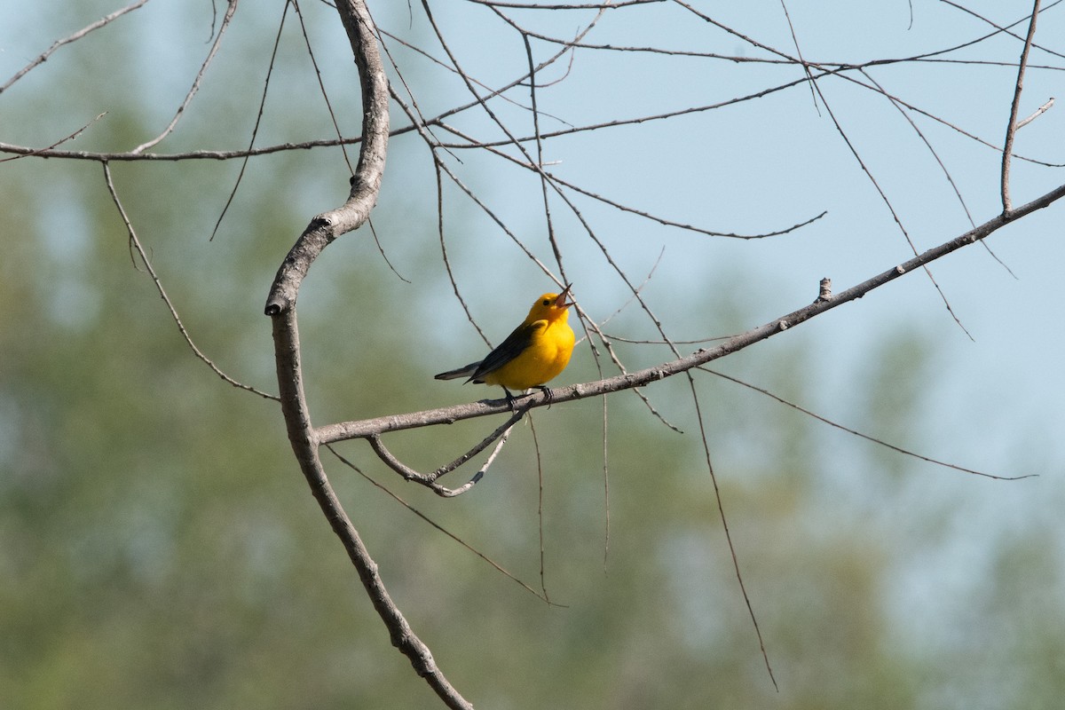 Prothonotary Warbler - ML618341771