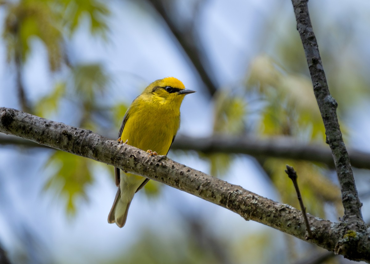 Blue-winged Warbler - ML618341803