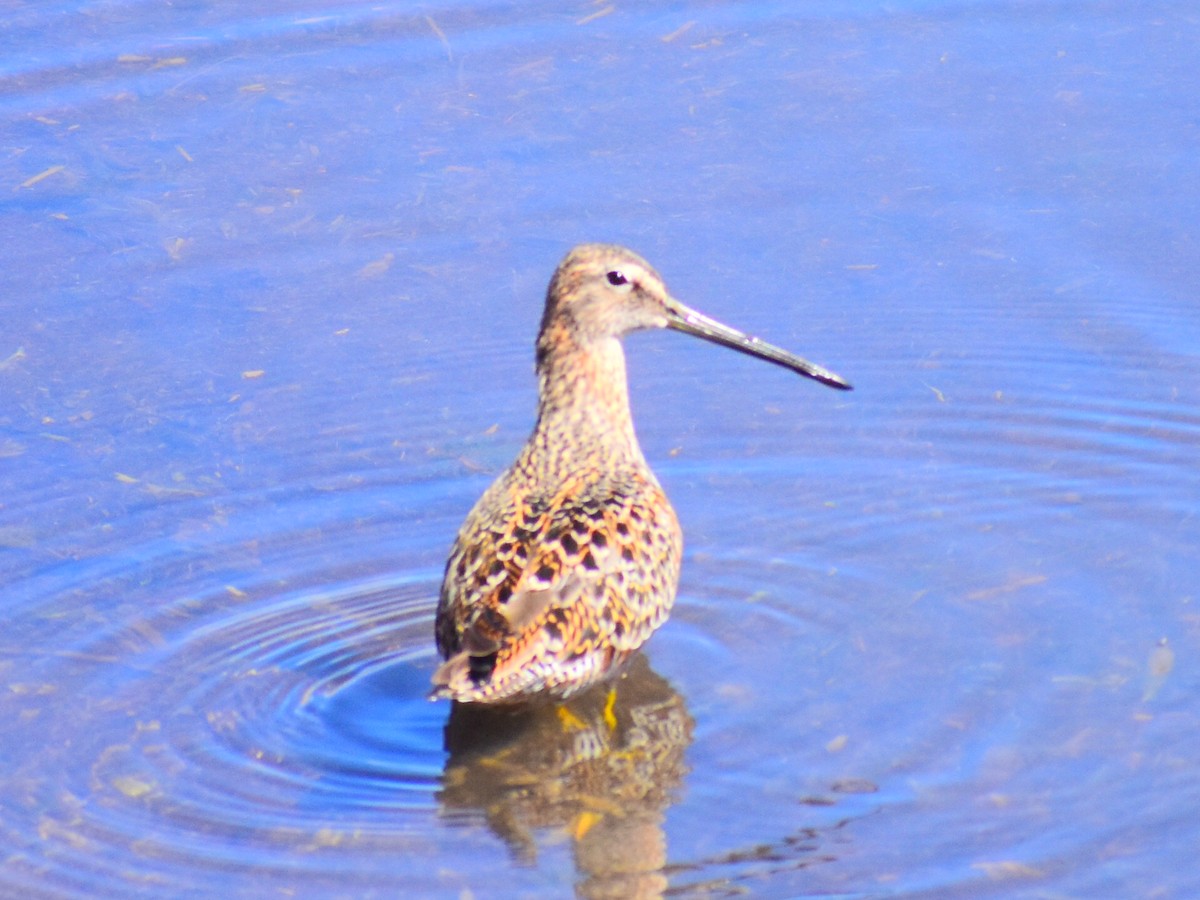 Long-billed Dowitcher - ML618341821