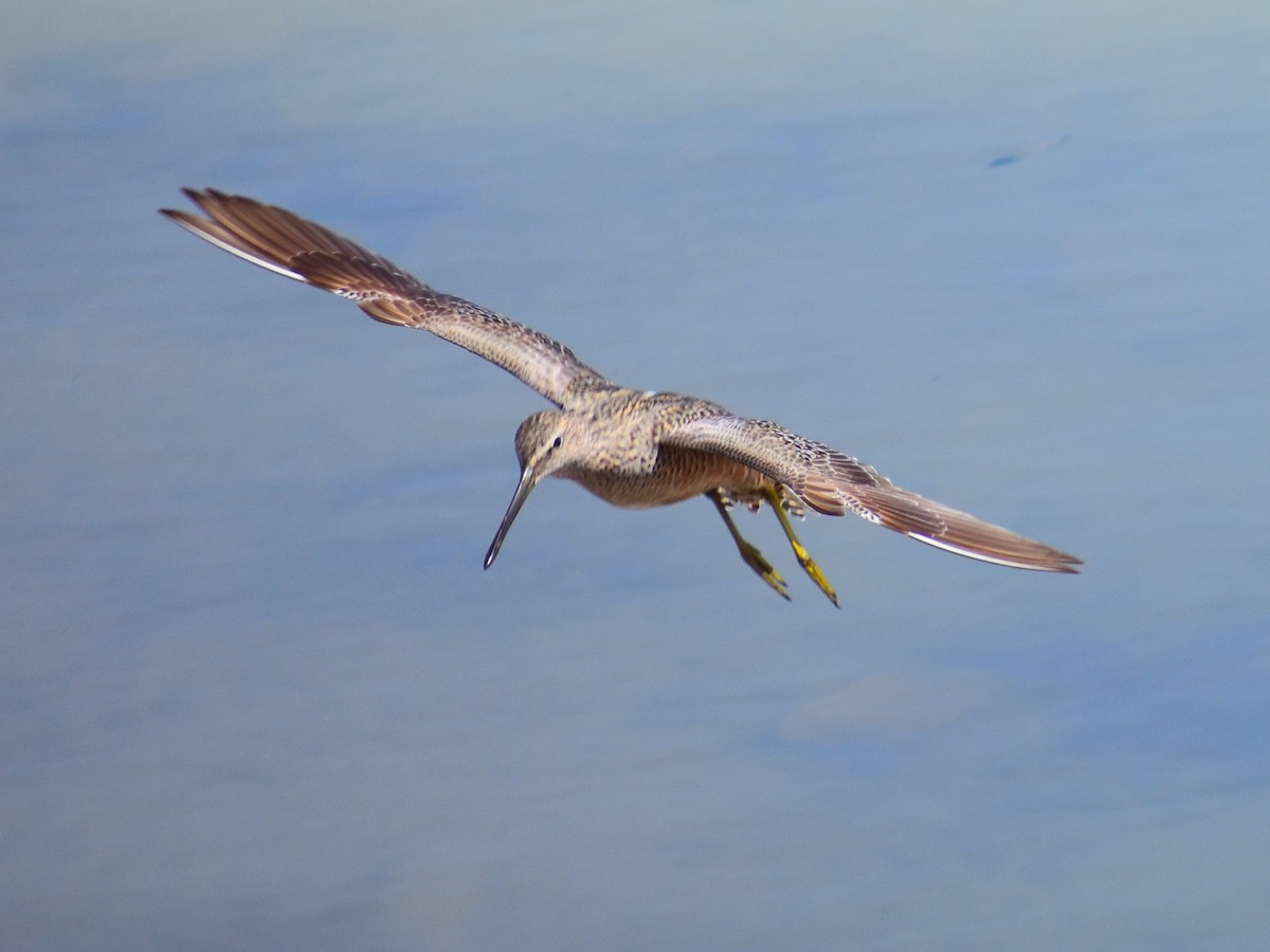 Long-billed Dowitcher - ML618341822