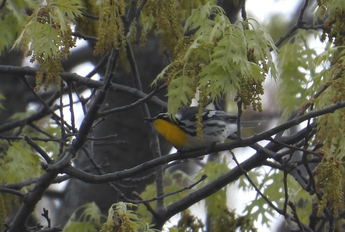 Yellow-throated Warbler - ML618341839
