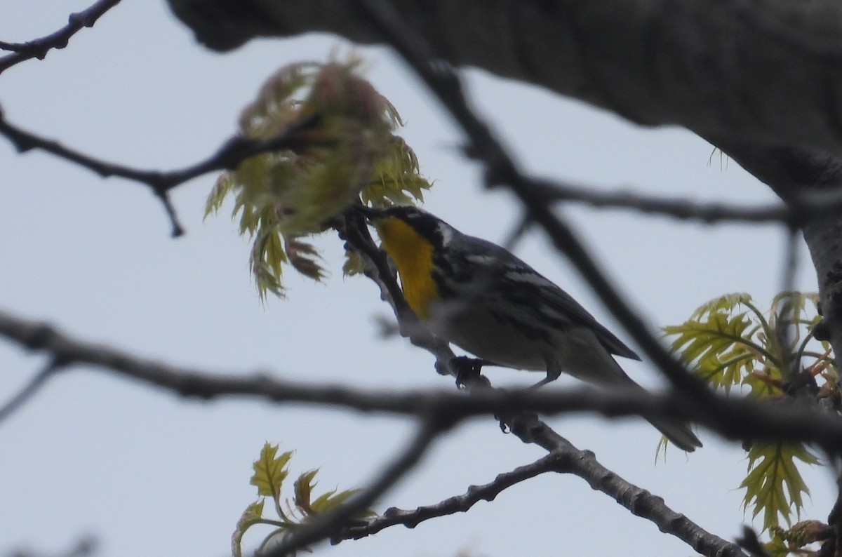 Yellow-throated Warbler - ML618341840