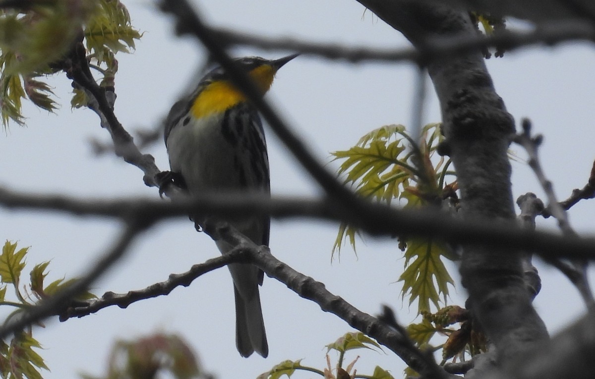 Yellow-throated Warbler - ML618341841