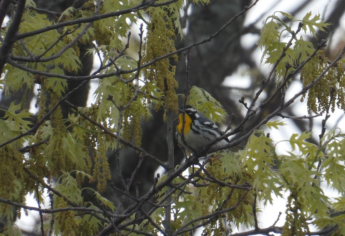 Yellow-throated Warbler - ML618341842