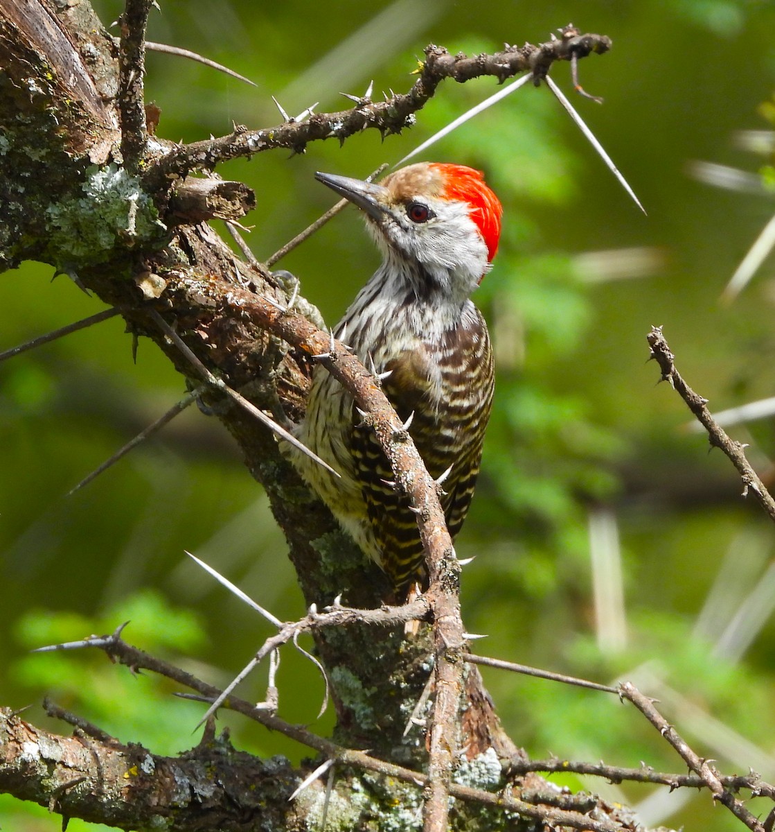 Cardinal Woodpecker - ML618341861