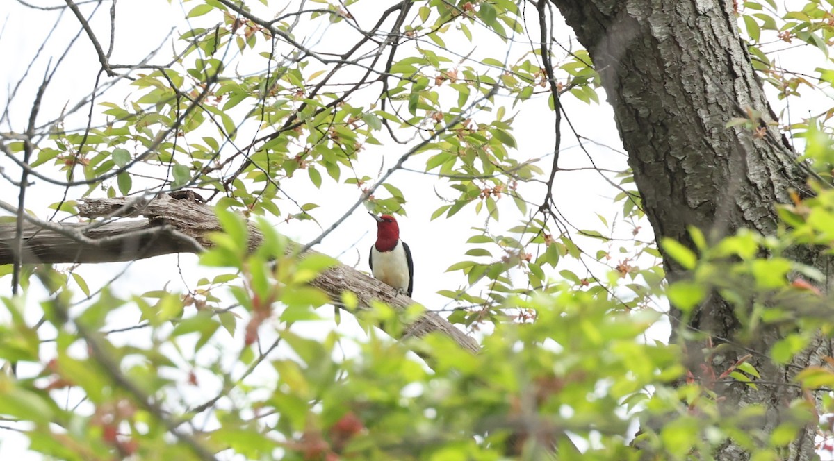 Red-headed Woodpecker - ML618341862