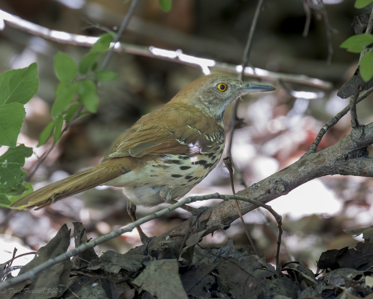 Brown Thrasher - Fred Forssell