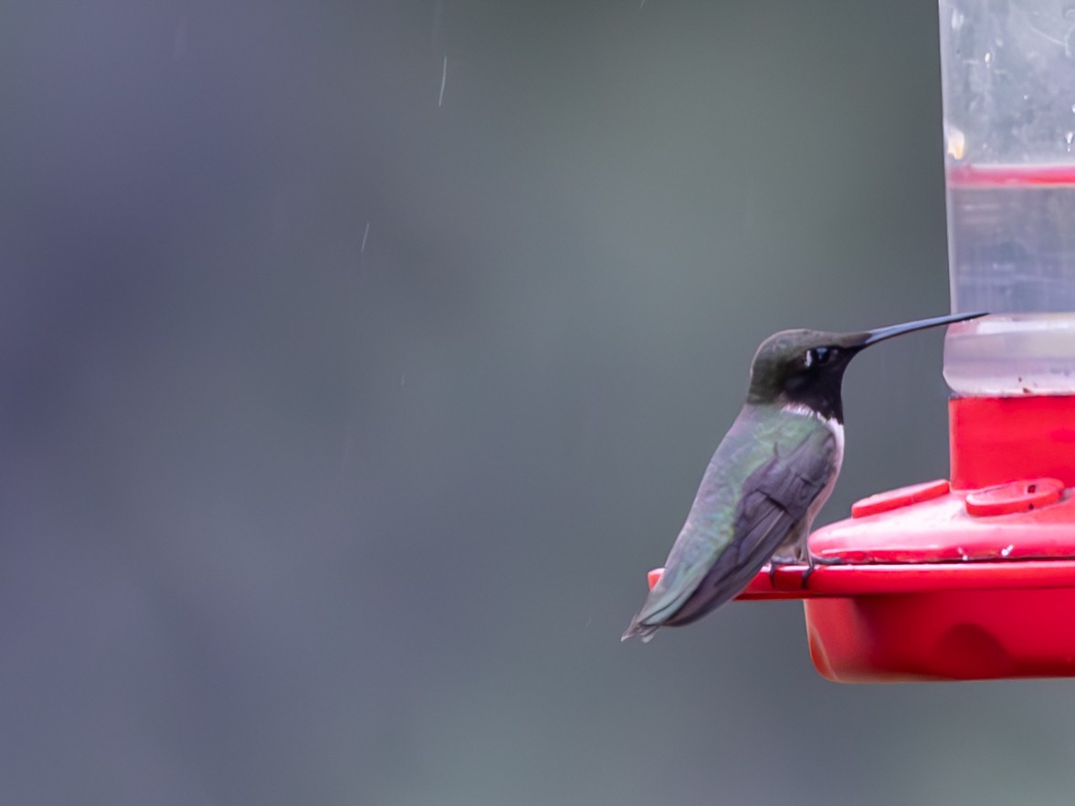 Black-chinned Hummingbird - ML618341864