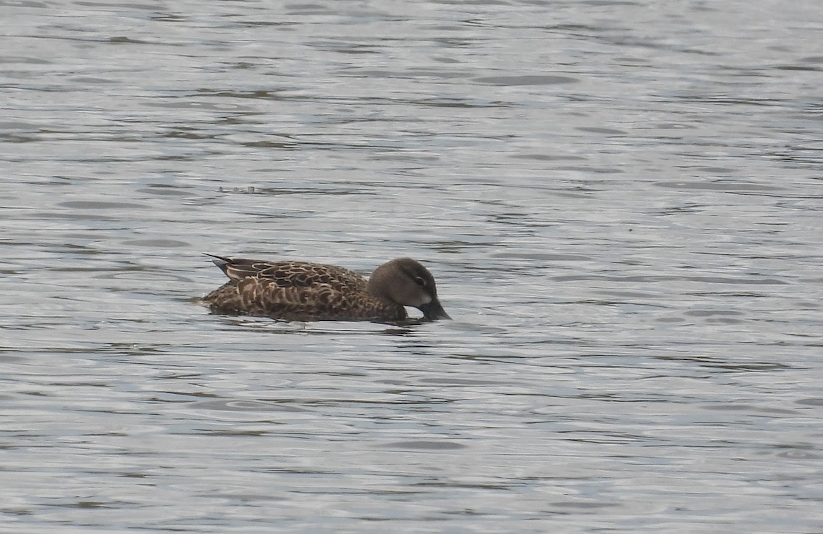 Blue-winged Teal - ML618341871