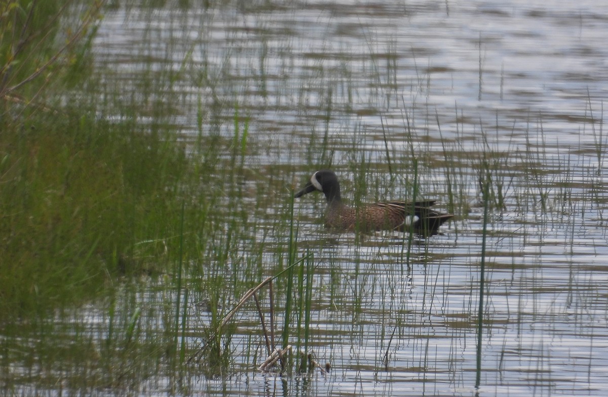 Blue-winged Teal - ML618341872