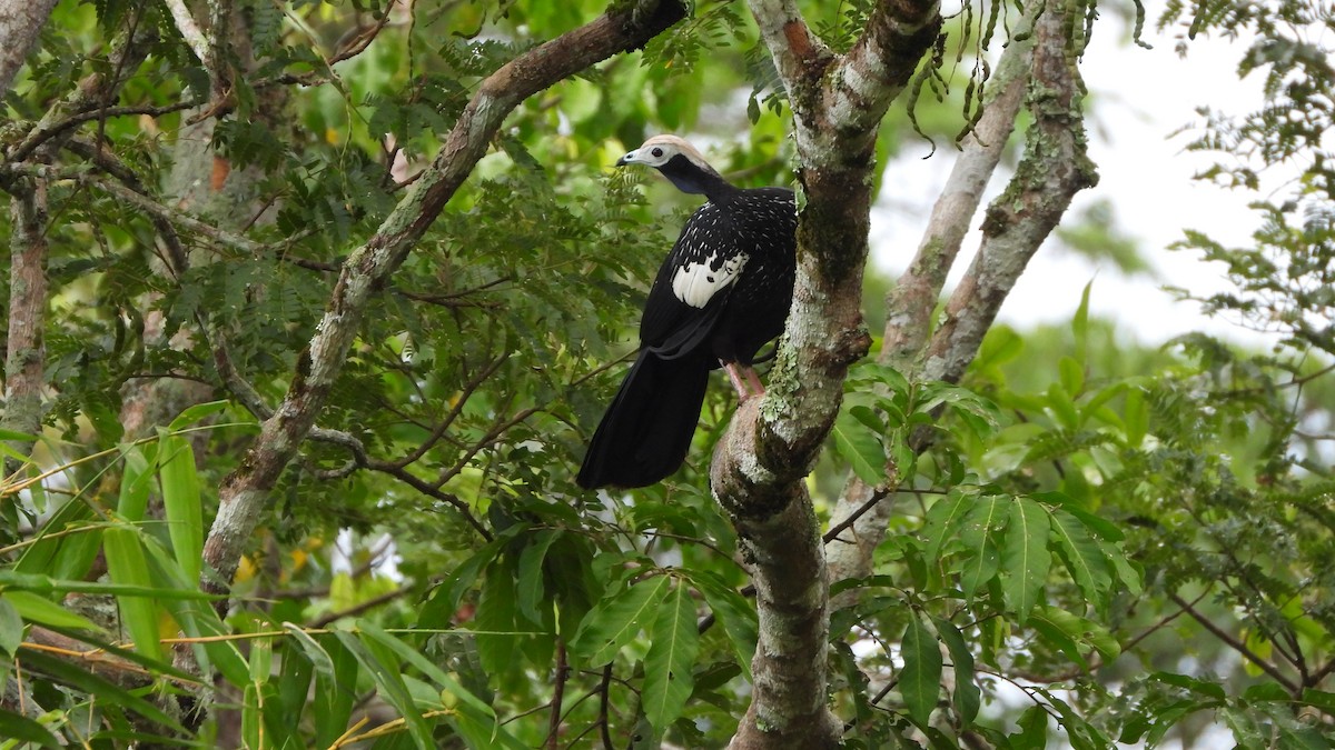 Blue-throated Piping-Guan - ML618341893