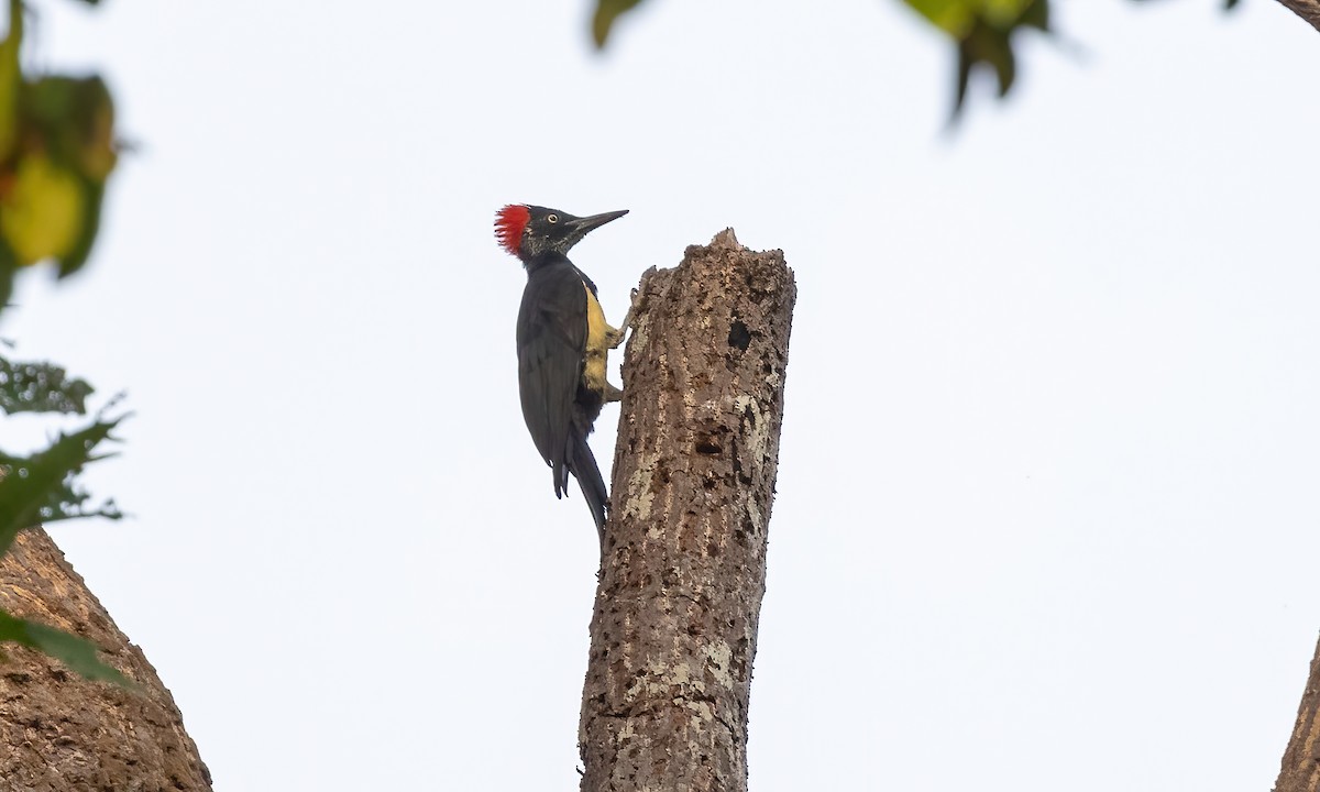 White-bellied Woodpecker - ML618341924
