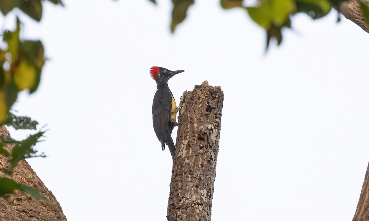 White-bellied Woodpecker - ML618341925