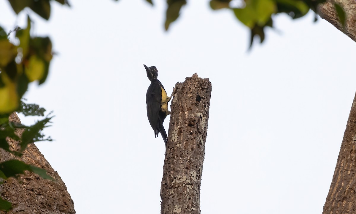 White-bellied Woodpecker - ML618341926