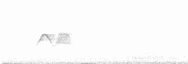 Светлобрюхий фиби - ML618341935