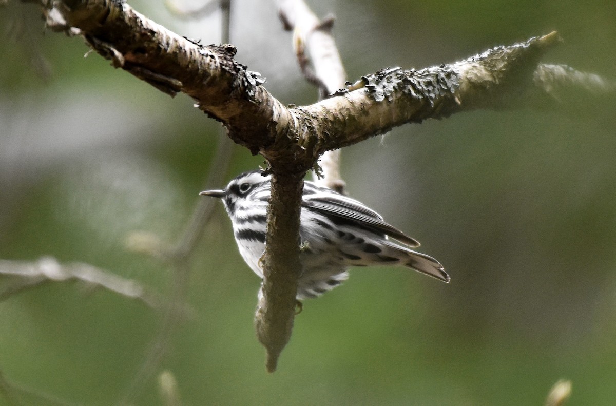Black-and-white Warbler - ML618342001