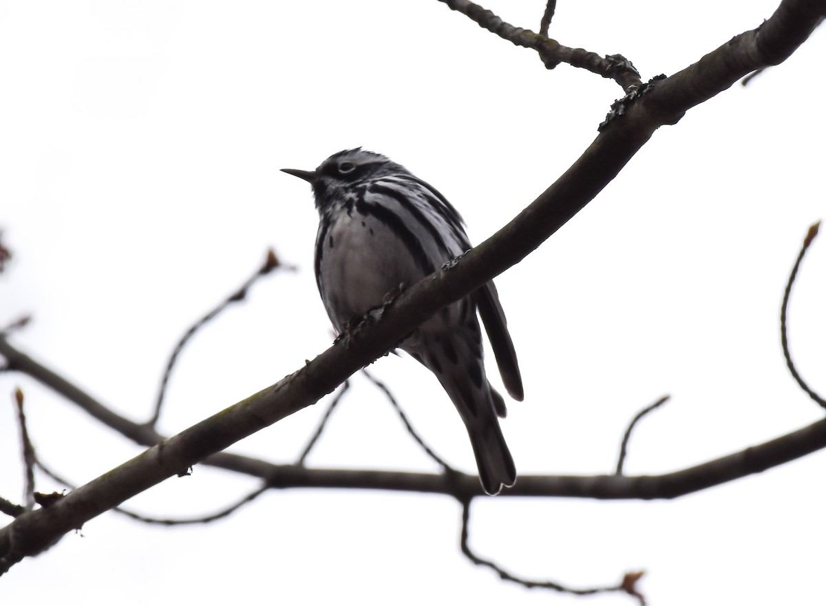 Black-and-white Warbler - ML618342002