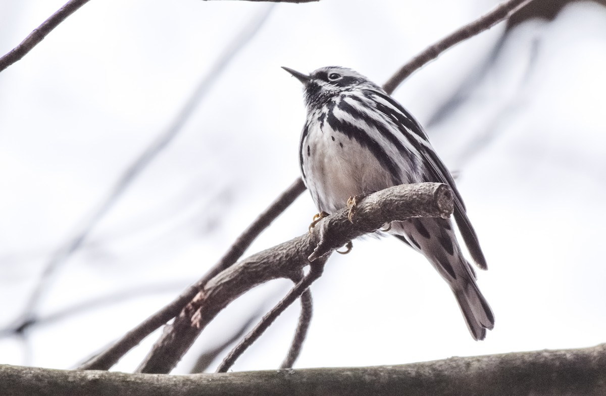 Black-and-white Warbler - ML618342003