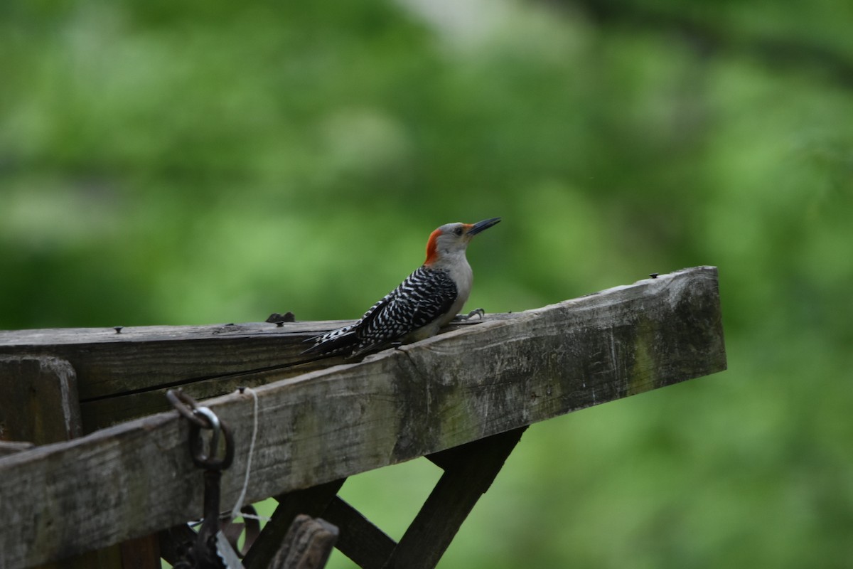 Red-bellied Woodpecker - Shane Guenin
