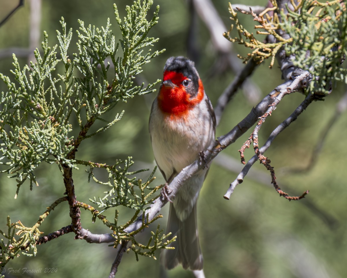 Red-faced Warbler - Fred Forssell