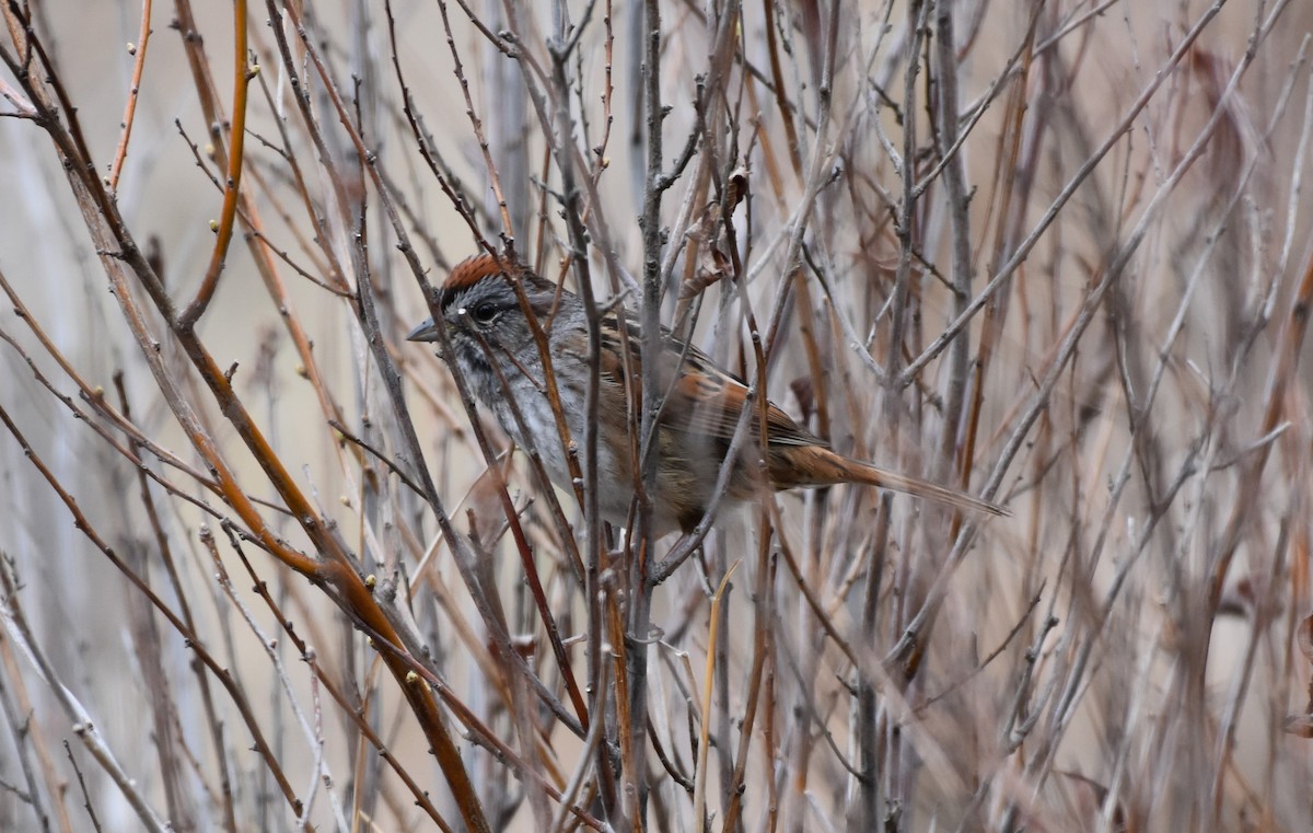 Swamp Sparrow - ML618342039