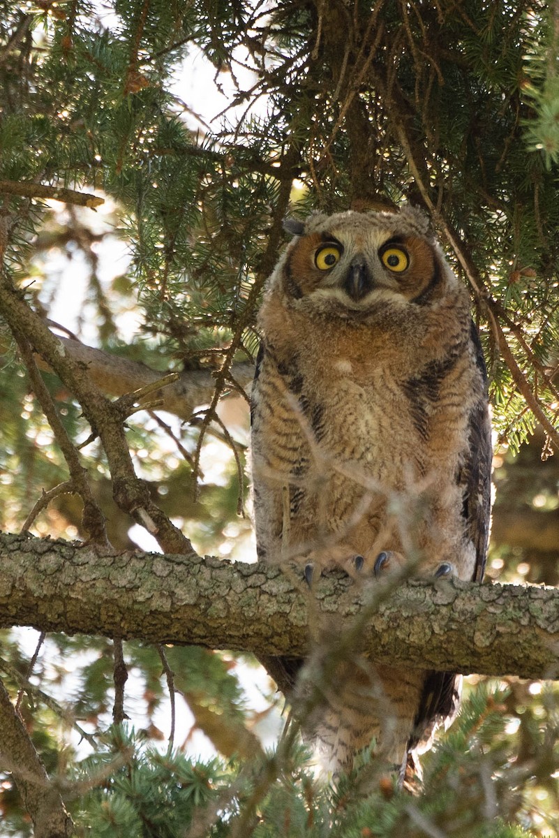 Great Horned Owl - ML618342050