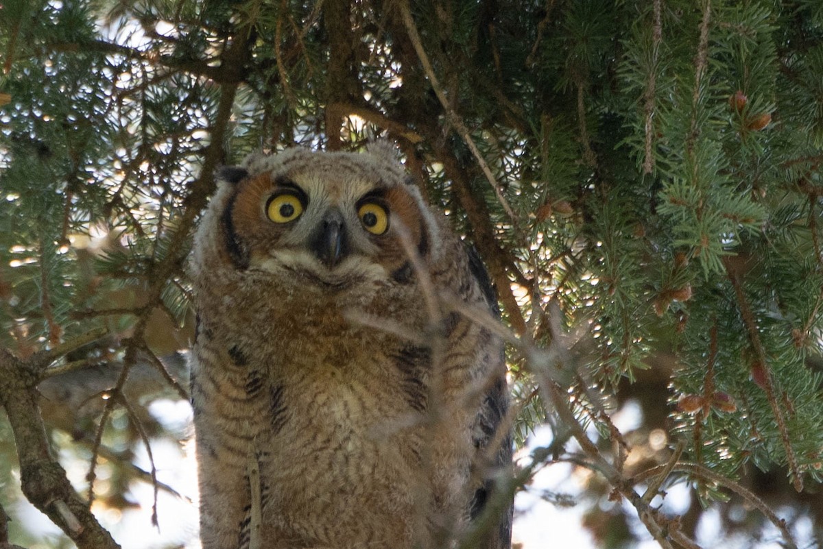 Great Horned Owl - Andrea Heine