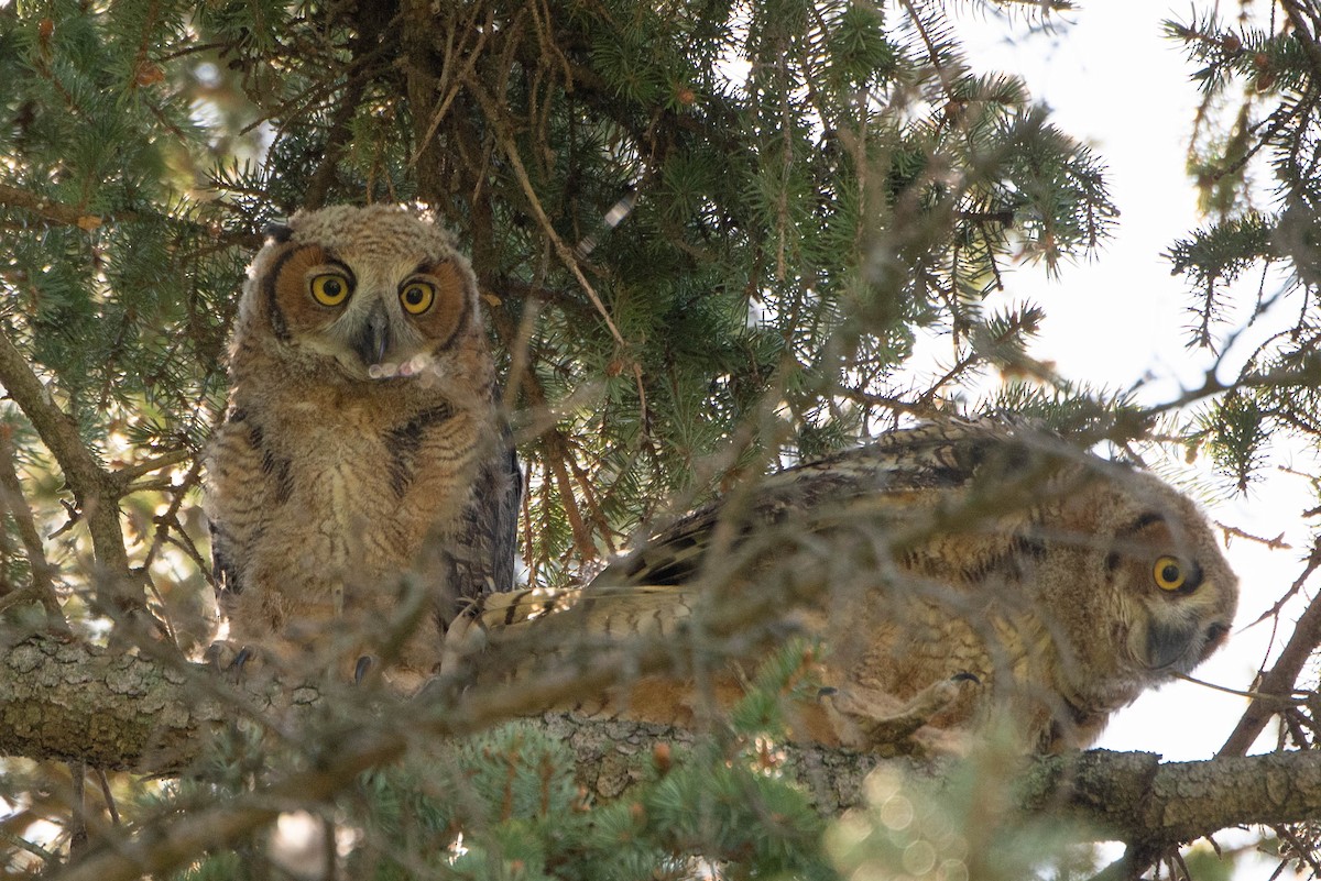 Great Horned Owl - ML618342055