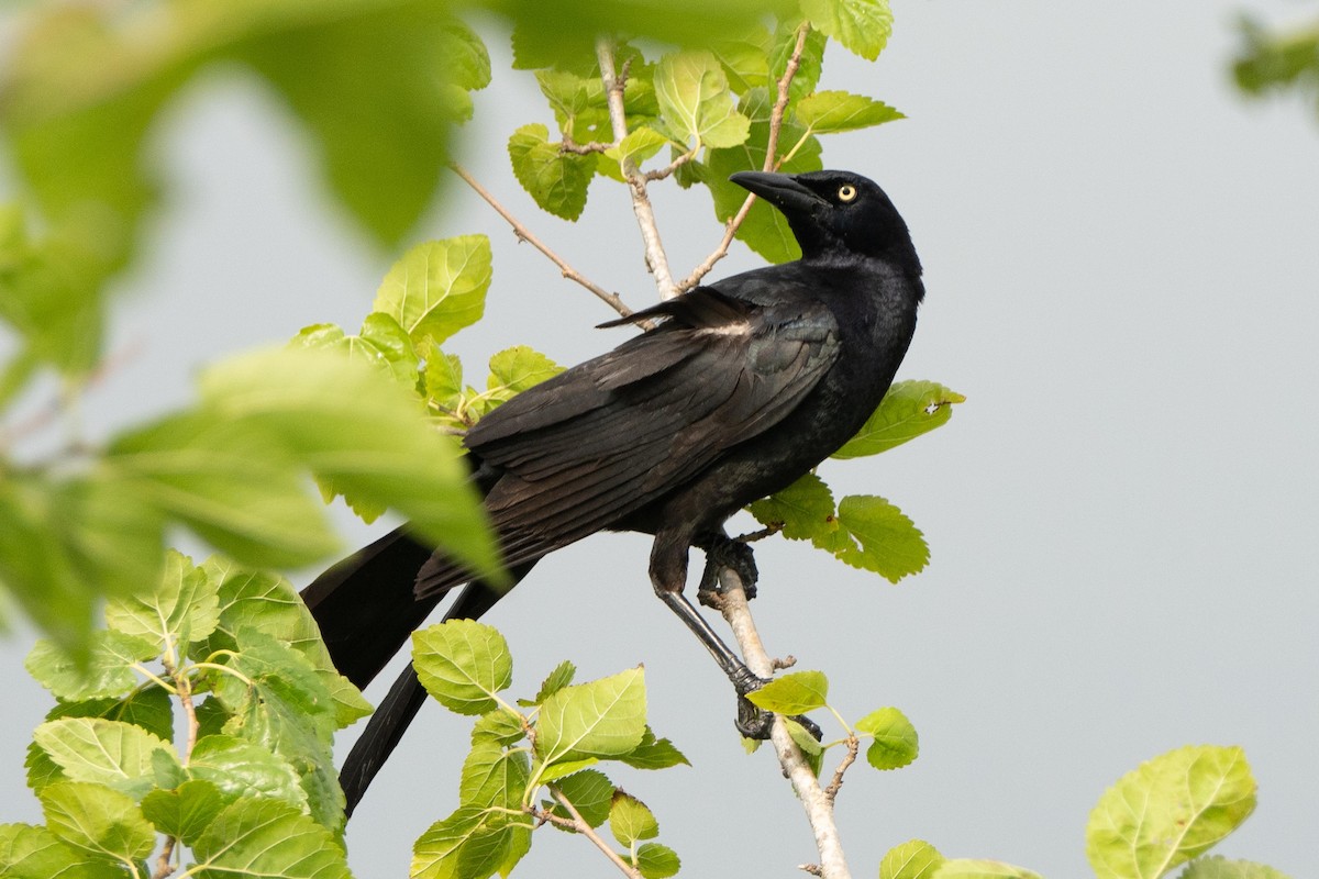 Great-tailed Grackle - ML618342059