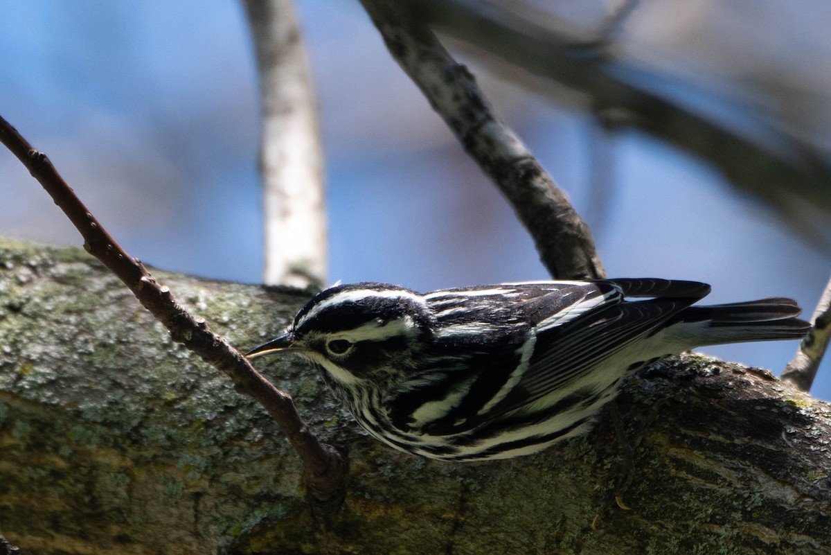 Black-and-white Warbler - Andrea Heine