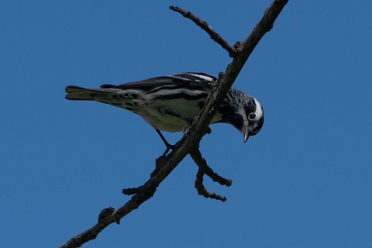 Black-and-white Warbler - ML618342076