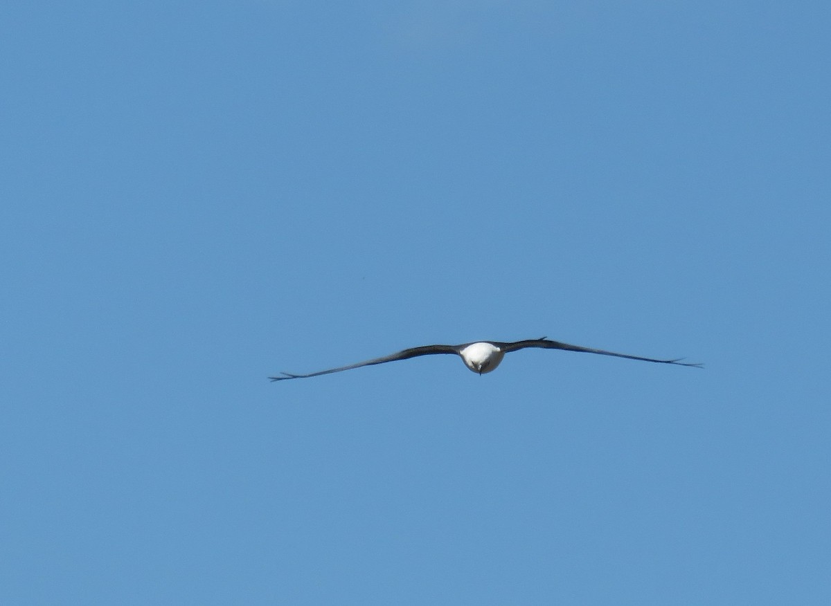 Swallow-tailed Kite - shirley franey