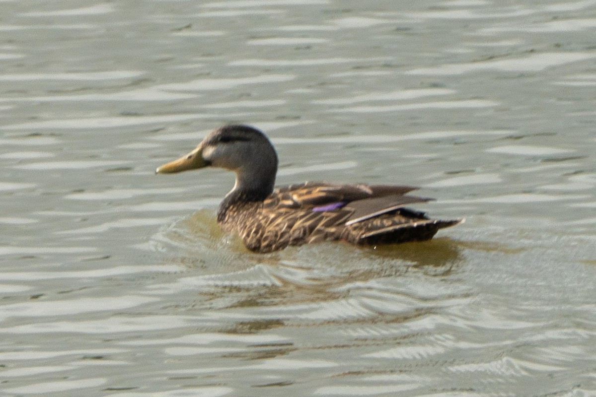 Mottled Duck - ML618342095