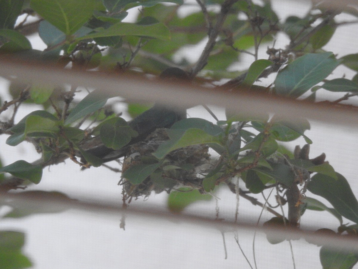 Broad-billed Hummingbird - ML618342097