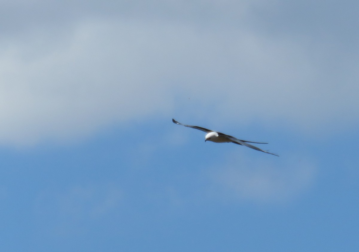 Swallow-tailed Kite - ML618342102