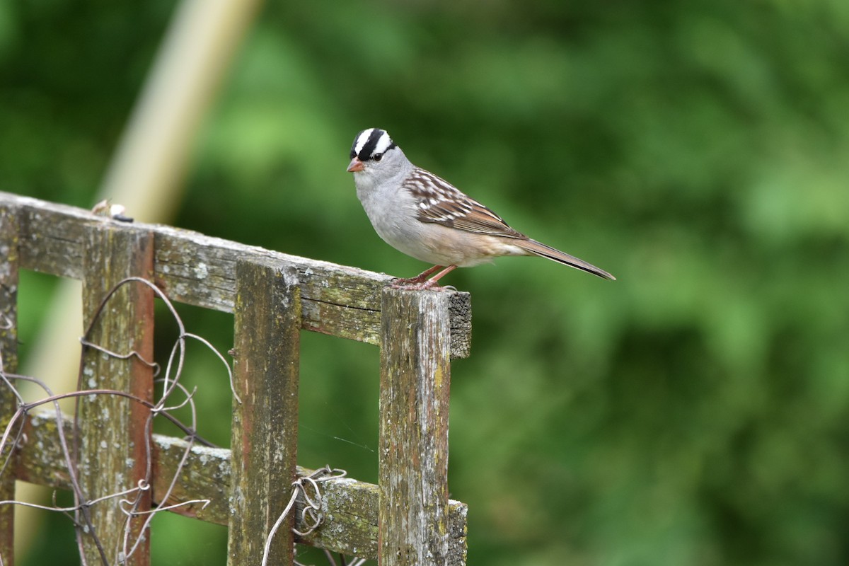 White-crowned Sparrow - Shane Guenin
