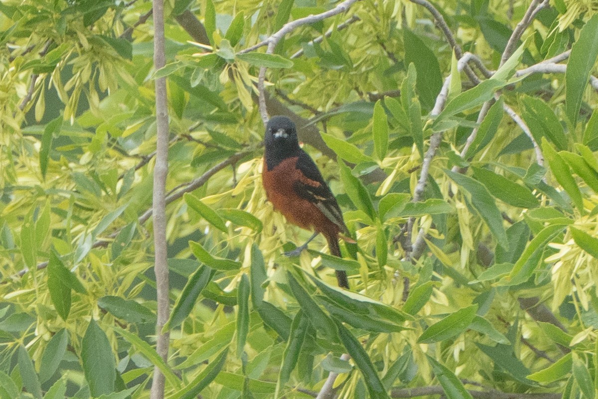 Orchard Oriole - ML618342115